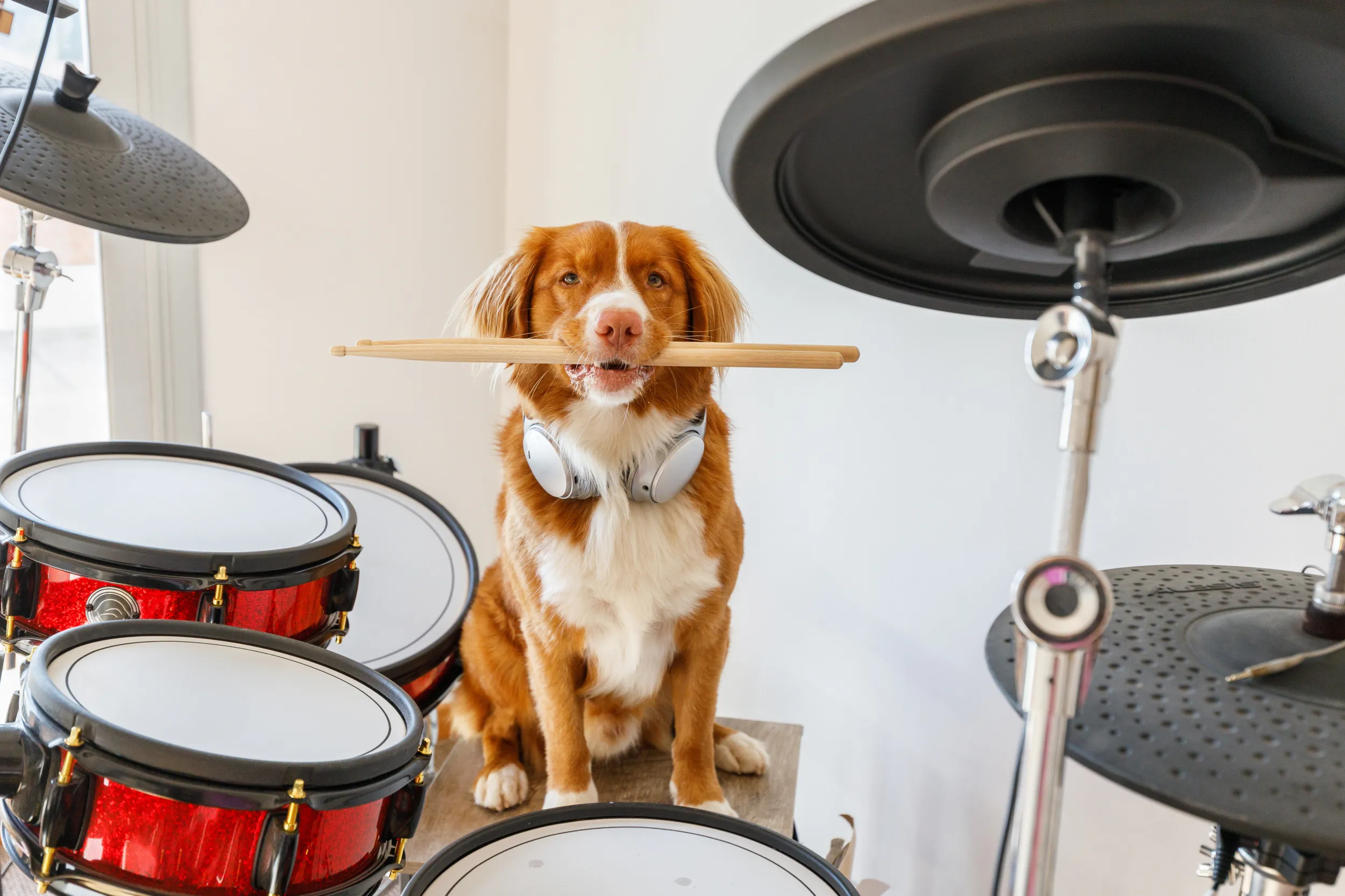 Cane su una batteria