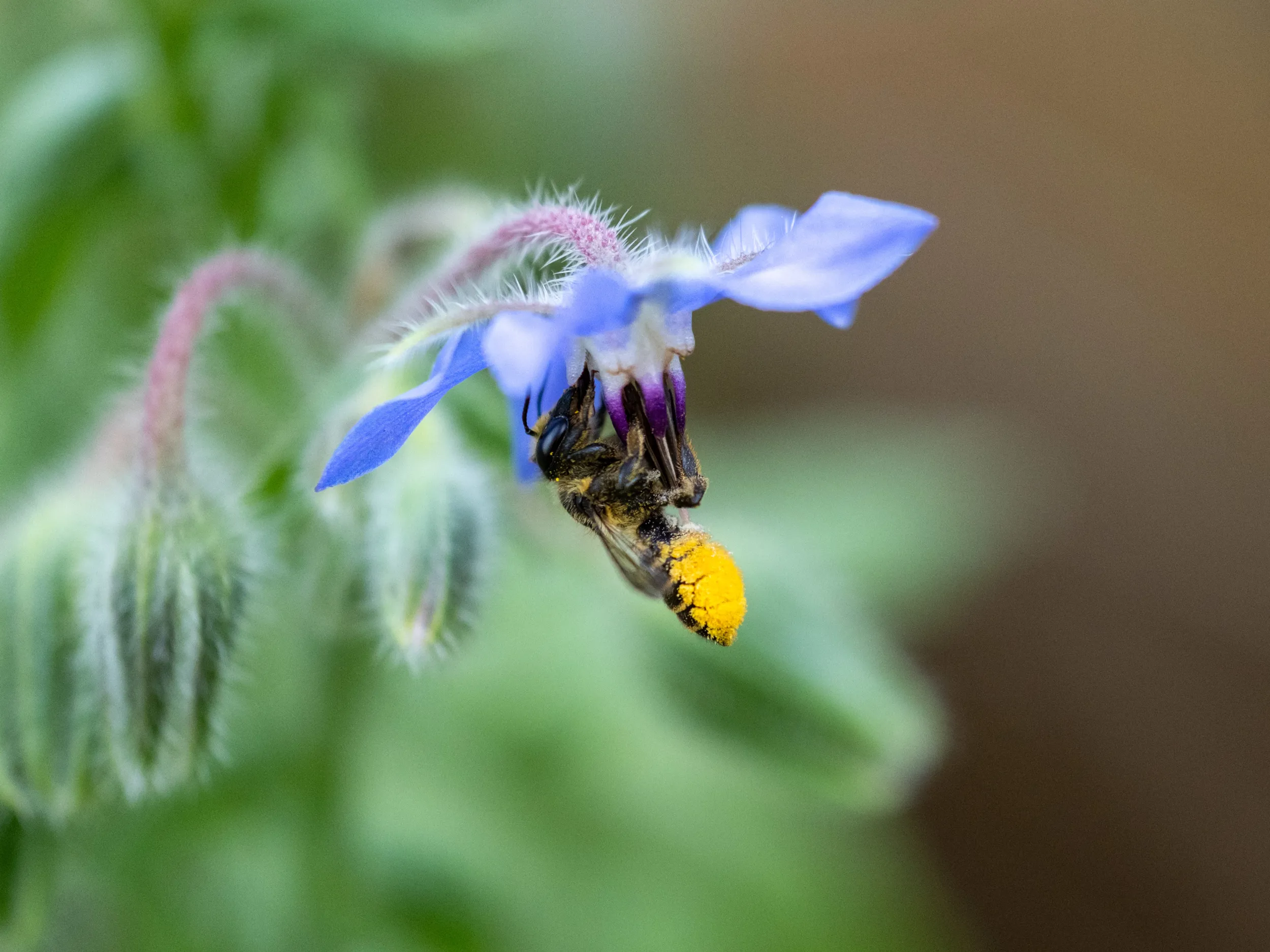 Ape selvatica su un fiore di borragine
